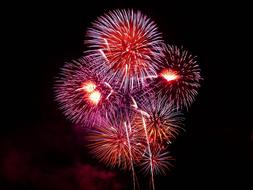 Close-up of the beautiful, red and purple firework flowers