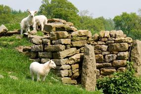 grazing cute lambs