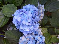extraordinarily beautiful Hydrangea Blue Purple