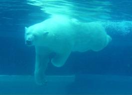 perfect Polar Bear Swimming