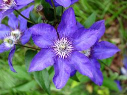 Close-up of the beautiful, blooming, purple, white and yellow flower in Paris
