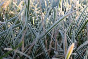 Frost Cold Grass white