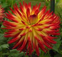 magnificent Flower Red Yellow