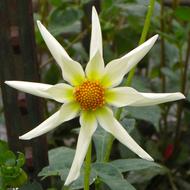 extraordinarily beautiful Flower White Star