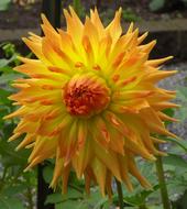 wonderful Yellow Floral