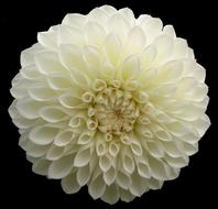 ravishing Dahlia White Flower