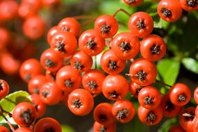 absolutely beautiful Berries Red