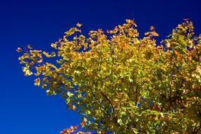 colorful Autumn Leaves at deep blue sky