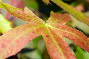 Leaves Red green