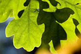 Green Leave shadow