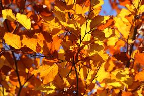 Yellow Leaves at sunlight