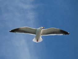 Beautiful, flying, white and black seagull with orange beak, at blue sky with white clouds on background