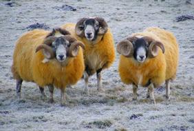 Sheep Seasons