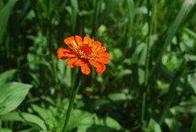 closeup photo of magnificent orange Zinnia Flower