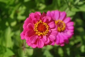 extraordinarily beautiful Zinnia Flower Pink