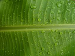 green Banana Drops Water