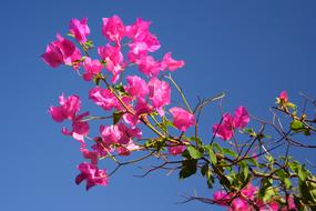 goodly Blossom Bougainvillea