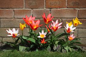 extraordinarily beautiful colorful Blossom Buds