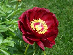absolutely beautiful Peony Flower