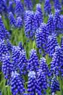 blue Bed Bloom