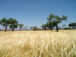 green acacia on a grain field