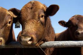 Red Angus Bull close-up in the paddock