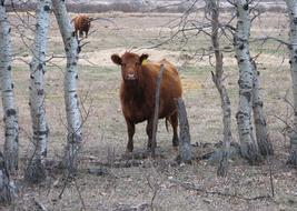 Cows Calves