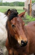 portrait of bay Horse looking aside on Farm