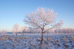 Frost trees