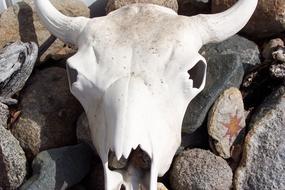 Steer Skull Cow