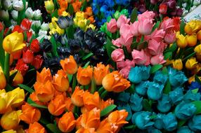 colourful Dutch tulips