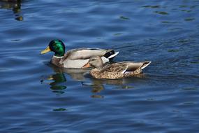 mallards swim on the lake