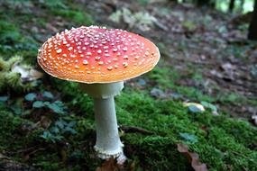 perfect Fly Agaric Mushroom