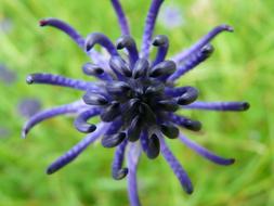 devil's claw, dark purple flower close up