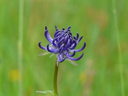 Spherical DevilS Claw flowers