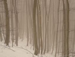 Tree Fog