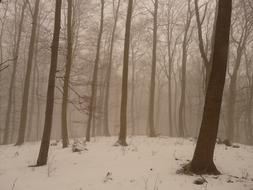 Trunks Fog