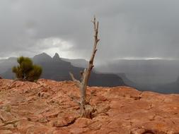 Grand Canyon dry tree