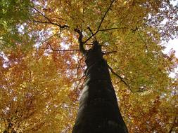 ravishing Tree Log Autumn