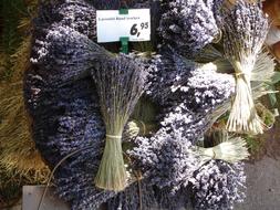 Lavender Bunch dry