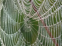 dew drop on a spider web on a blurred background