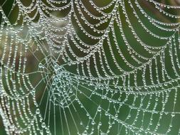 wonderful Cobweb Morgentau