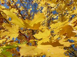 yellow sun Leaves Autumn