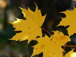 yellow maple leaves on a branch in autumn