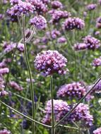 Wild Dost, pink Flowers in wild