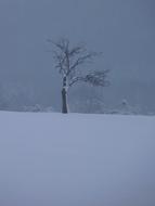 one Winter Tree