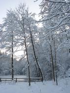 fabulous Winter Trees