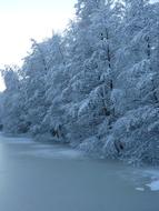 photo of snowy trees on the shore of a frozen lake in December