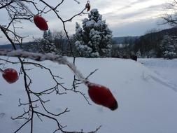 rose hip fruits in winter