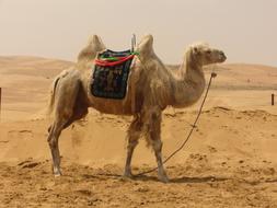 goodly Camel Desert Sand